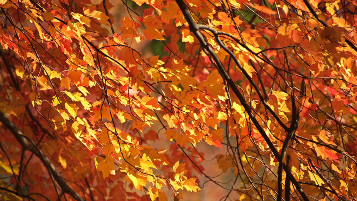 Autumn Fantasy © Jacj Grimaldi