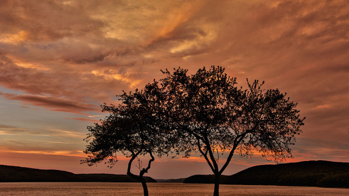 Trees in Silhouette at Sunset © Jack Grimaldi