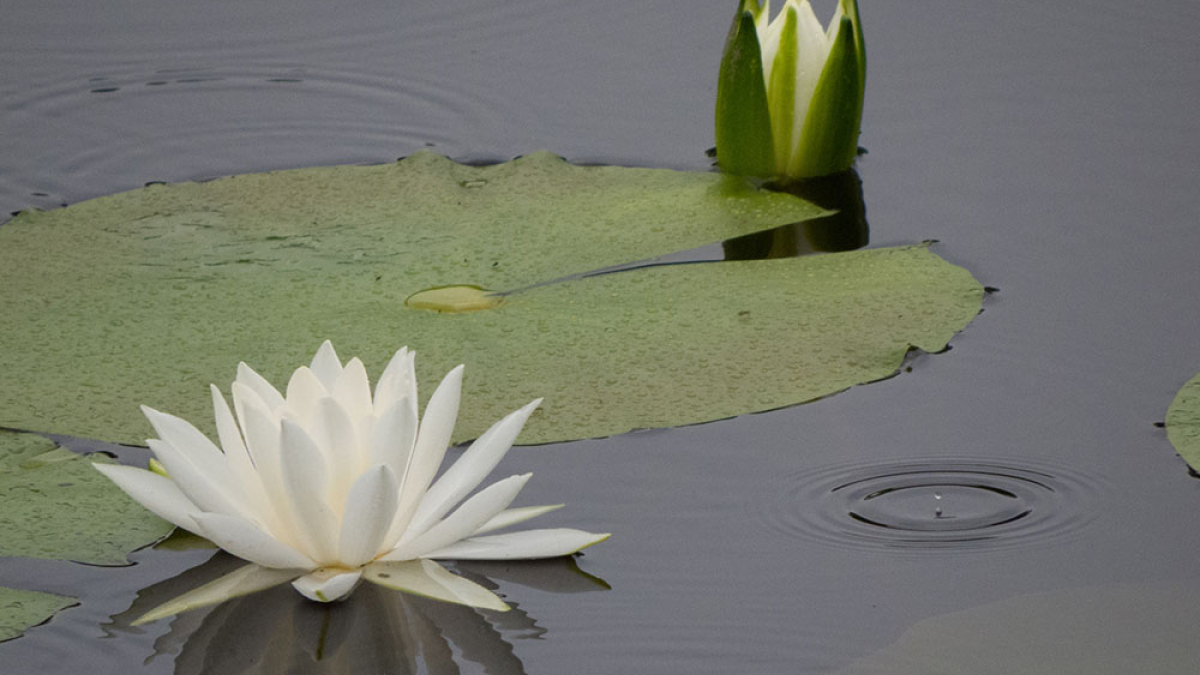 A Moment on Trout Pond © Ed Hodgson