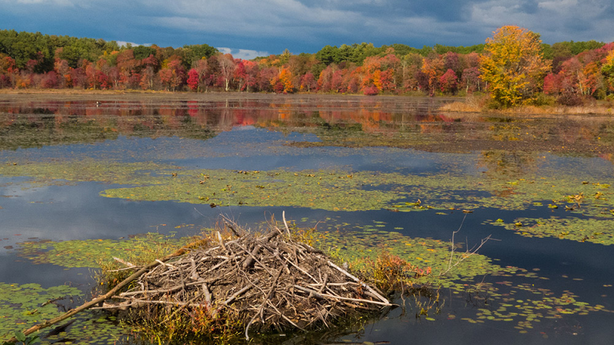 Beaver Lodge on Great Pond © Ed Hodgson