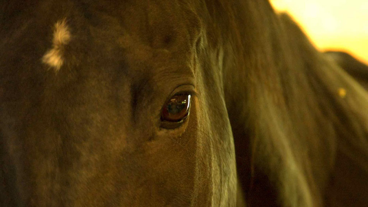 Horse's Eye © Julius Lester only $300