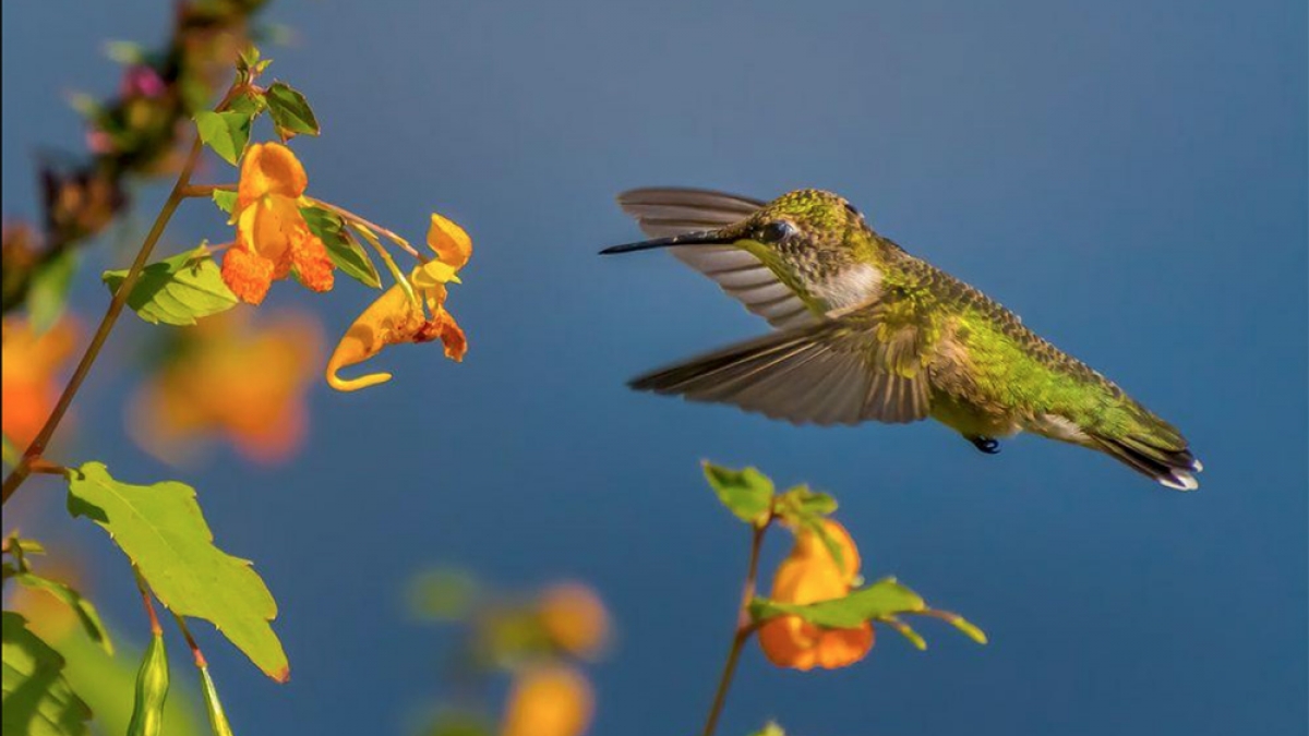 Rubt Throated hummingbird ©Bernard Creswick, 2017