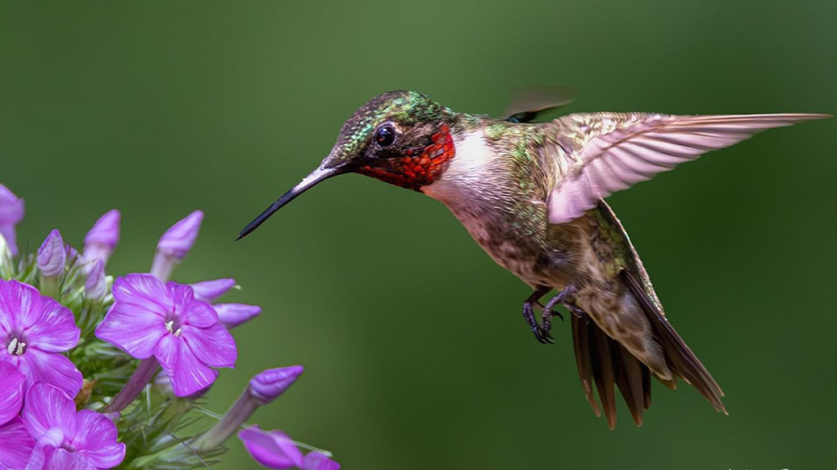 Hummingbird © 2022 Mark Lindhult