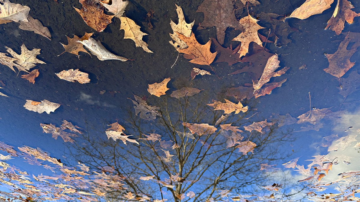 Reflection 2874 © 2023 Dave Madeloni