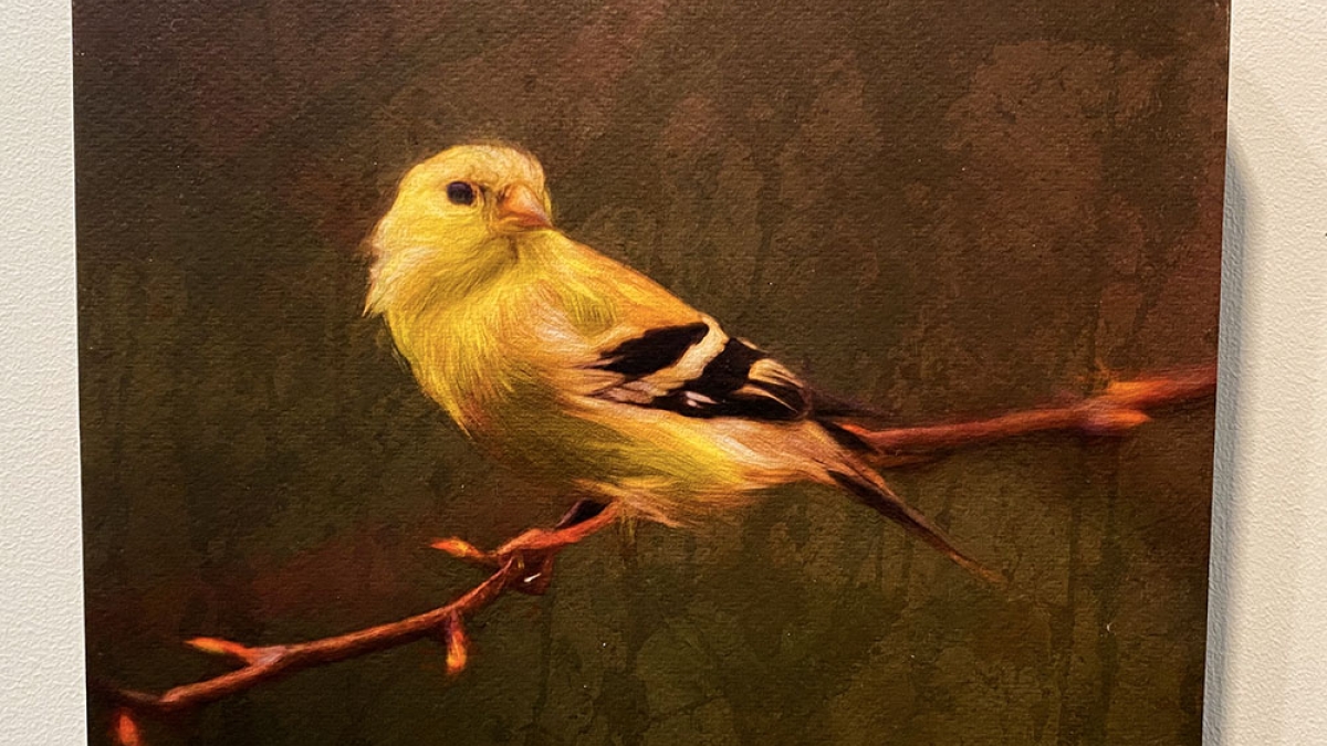 Goldfinch by Marc St. Onge