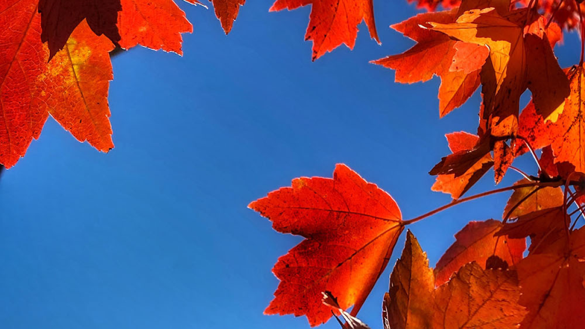 Maple Leaf abd Blue Sky © 2021 Robert Floyd
