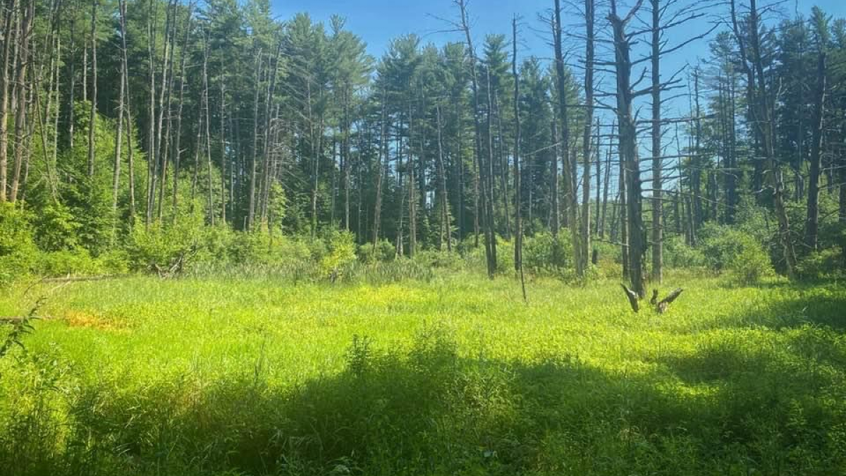 Eastman Brook © Robert Floyd