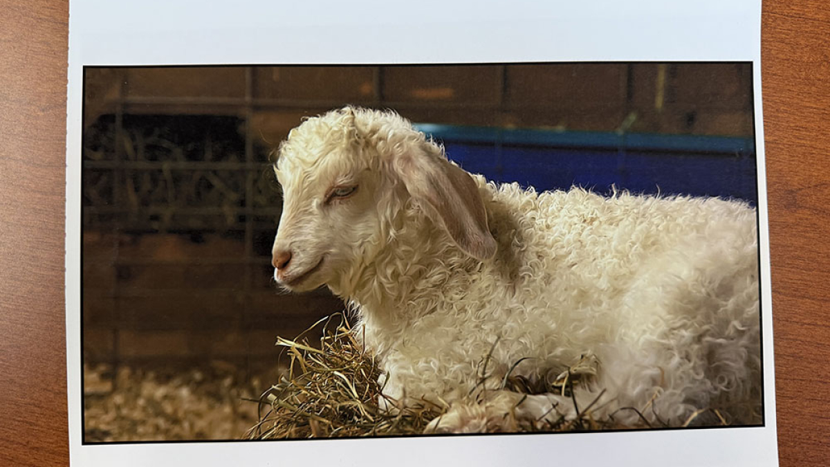 Cummington Fair © Julius Lester   $125