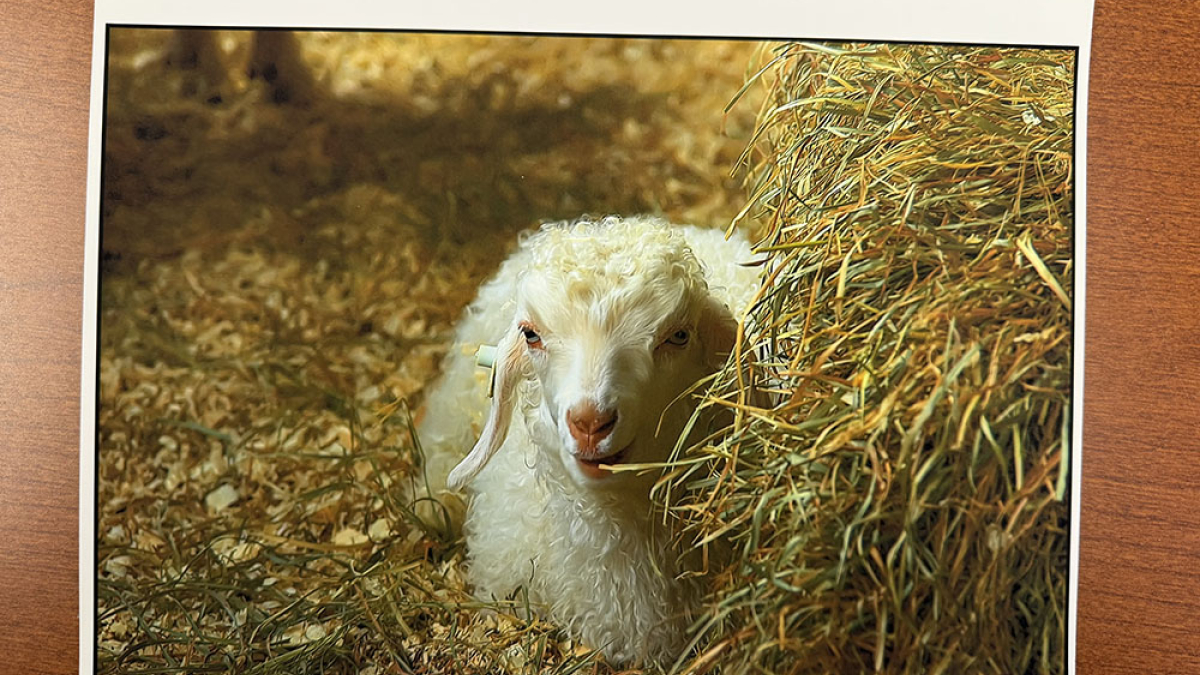 Alone, Cummington Fair © Julius Lester   $125