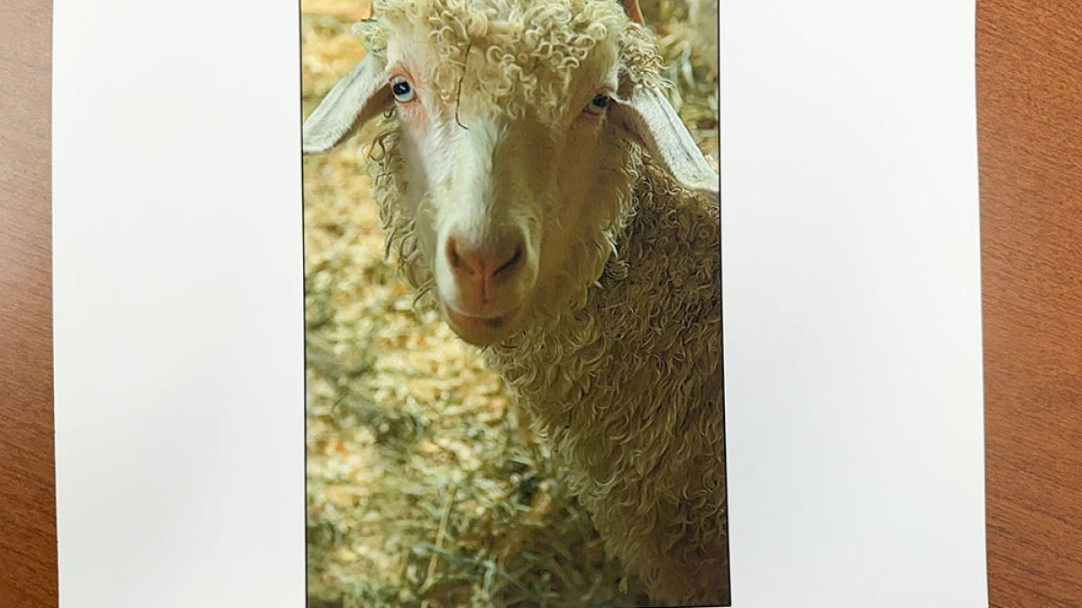 Sheep Profile, Cummington Fair  © Julius Lester   $125