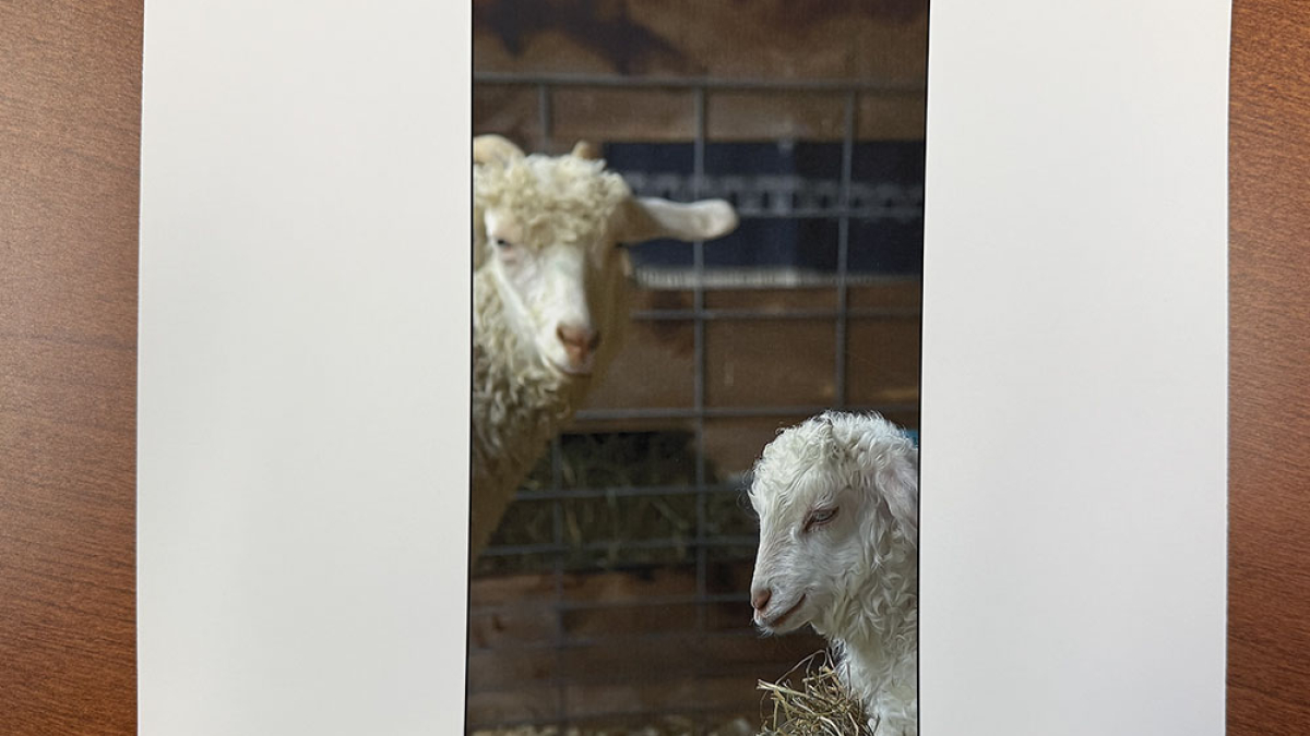 Together, Cummington Fair © Julius Lester   $125