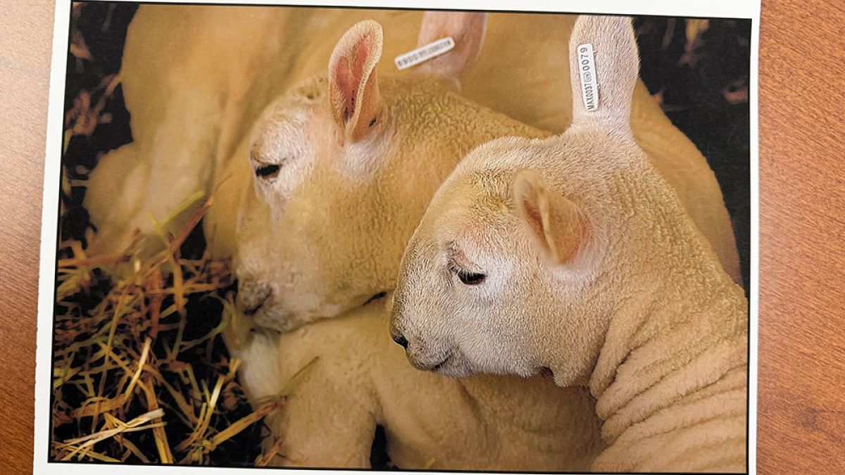 Three Lambs, Cummington Fair © Julius Lester   $125