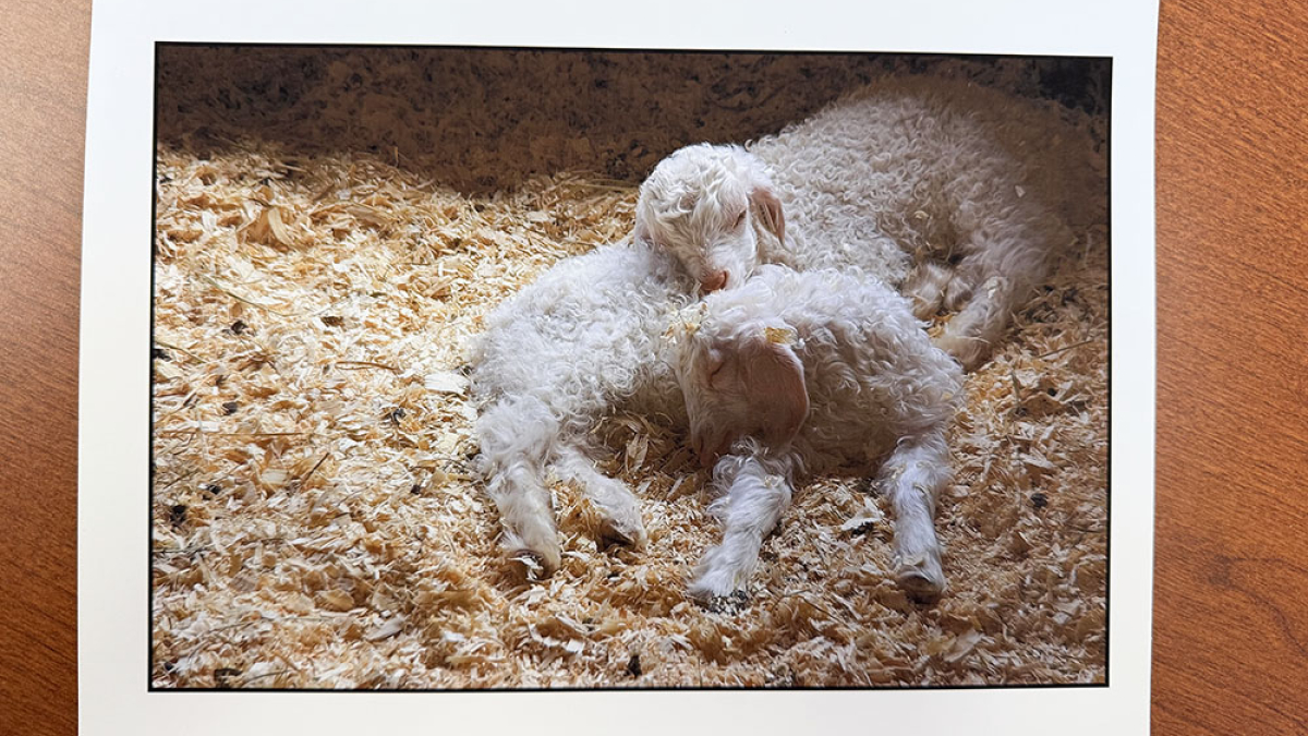 Texture, Cummington Fair © Julius Lester   $125