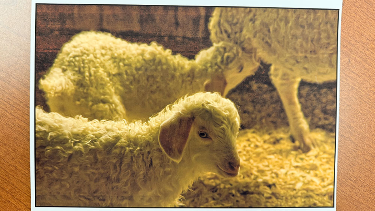 Family Ties, Cummington Fair © Julius Lester   $125