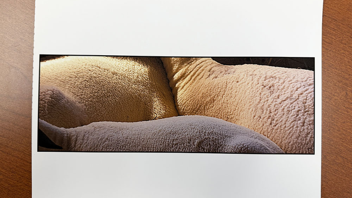 Sheep, Cummingto Fair © Julius Lester   $125