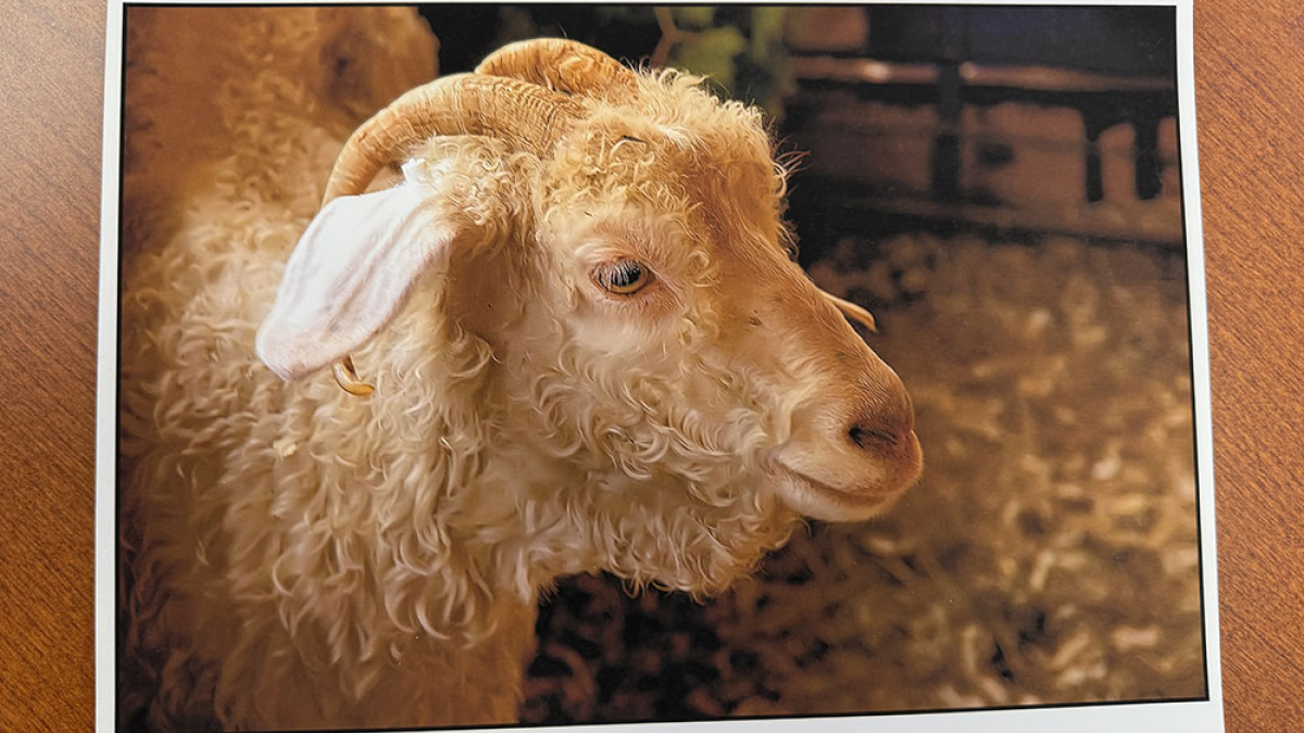 Ram, Cummington Fair © Julius Lester   $125