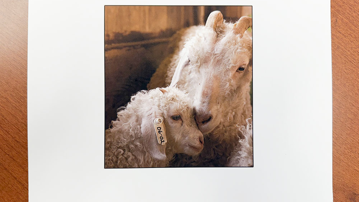 Mom and Baby, Cummington Fair  © Julius Lester   $125