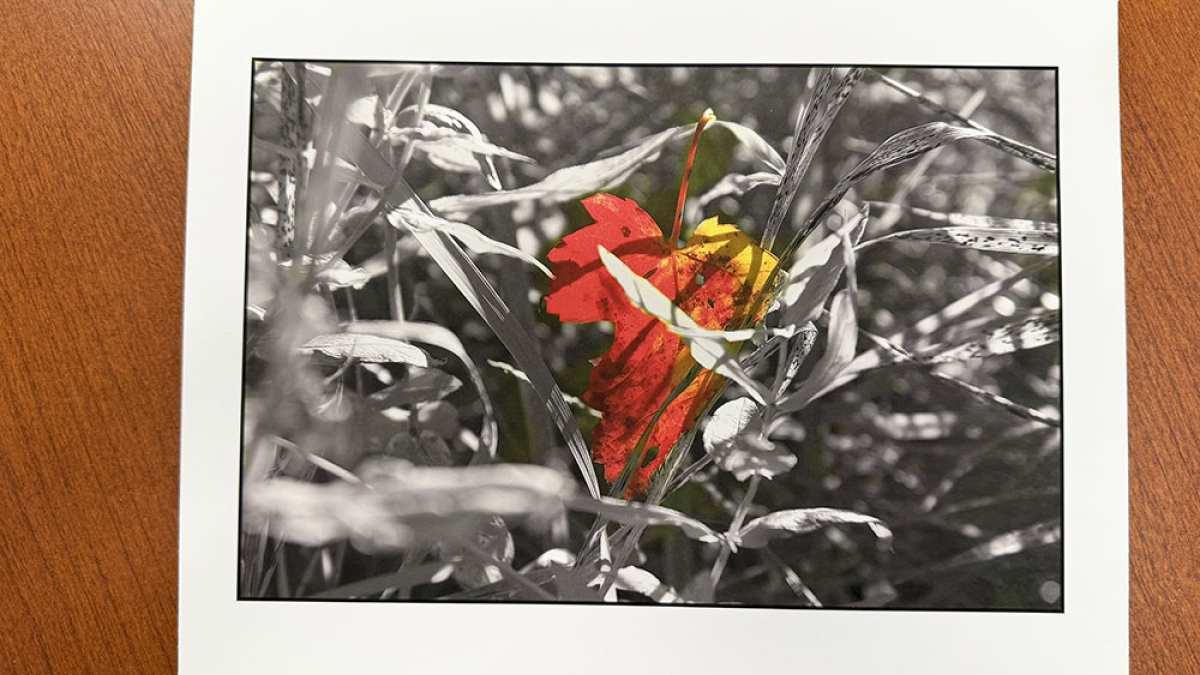 Red Leaf © Julius Lester   $125