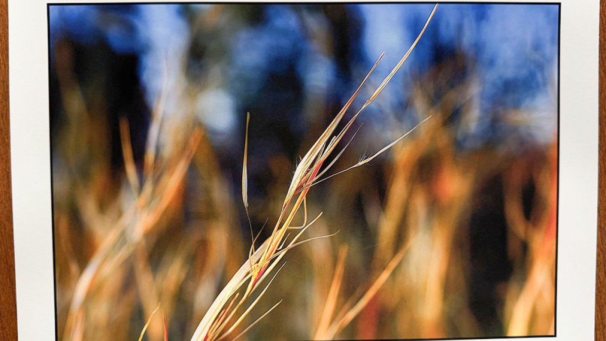 Grass Stalks © Julius Lester   $125