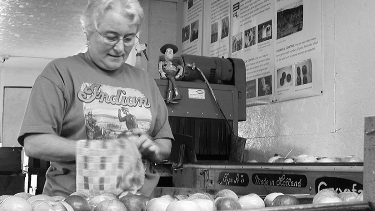 Jean Bashista polishing apples © 2004 Robert Floyd