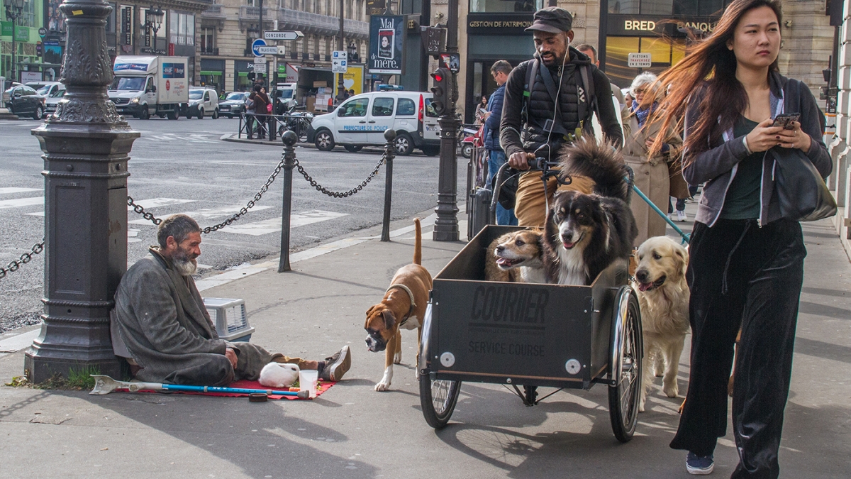 Dogs Have a Better Life G Barb Krawczyk, 2018