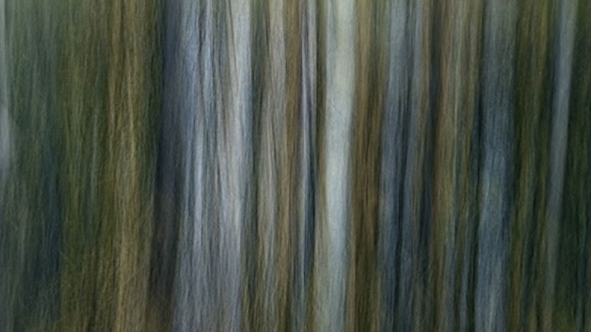 Reflections, Stanley Park © Barb Krawczyk