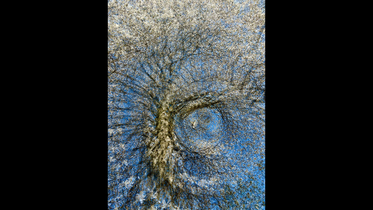 Star Magnolia, Quadruple Exposure © Barb Krawczyk