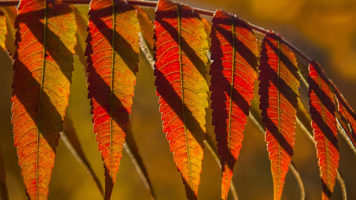Summac Splendour @ Barb Krawczyk, 2017