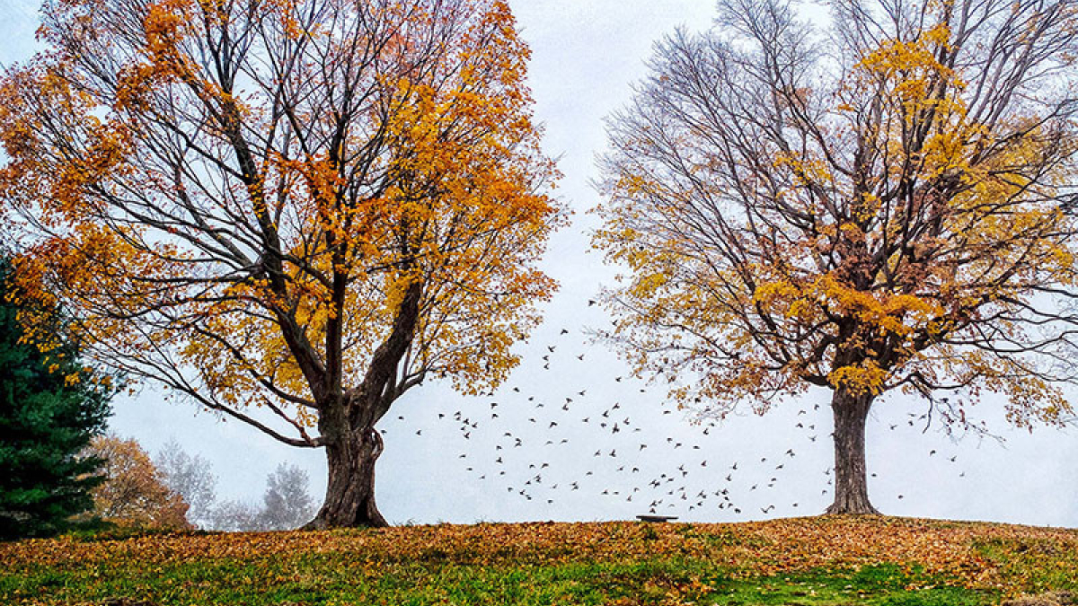 Flight, Mount Pollux © 2020 Bernie Kubiak