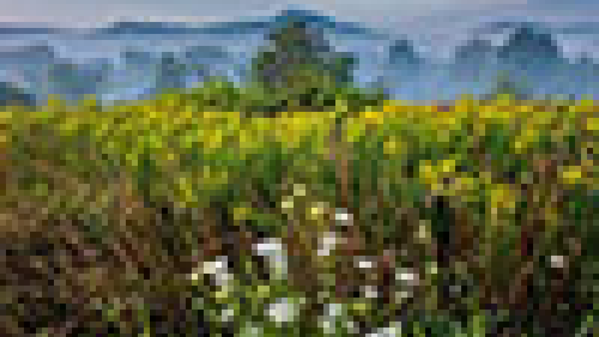 Garden © Bernie Kubiak