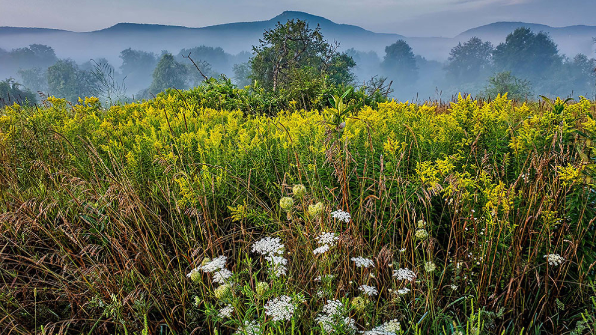 Garden © 2018 Bernie Kubiak
