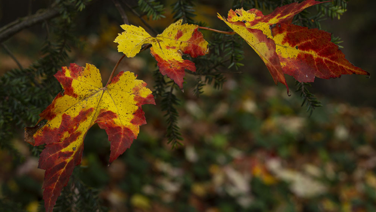 Autumn Leaves © 2021 Steve Hilbun