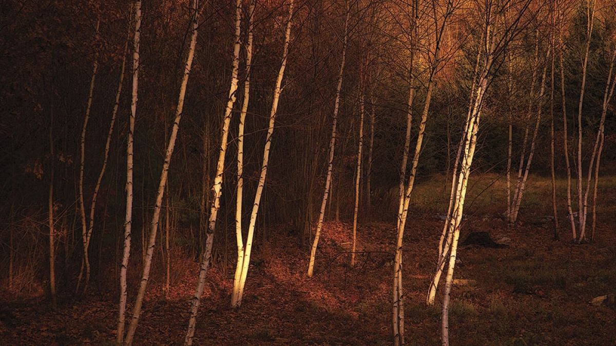 Autumn Birches © Julius Lester