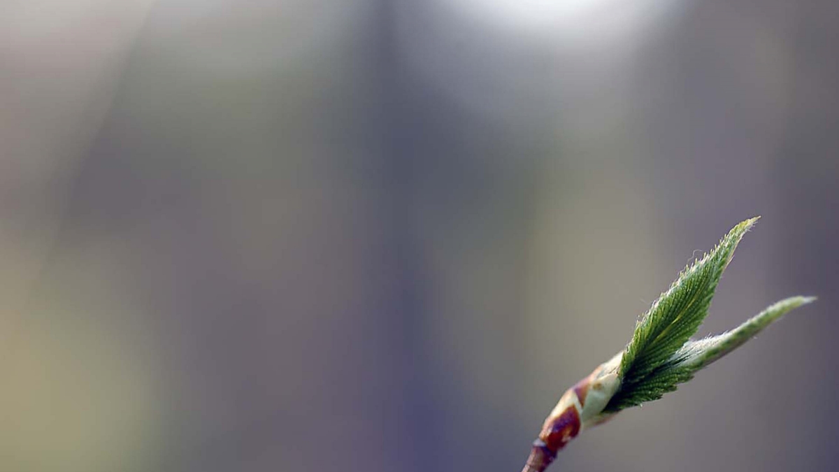 It's Alive © Julius Lester