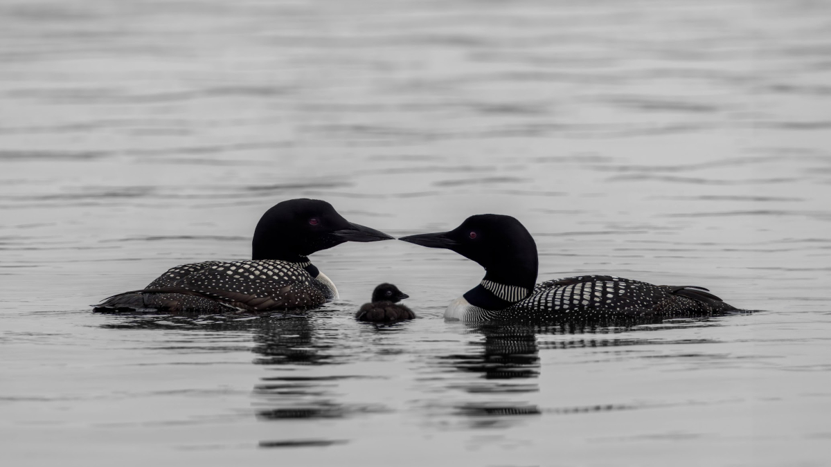 Loon Pair with Chick © 2022 Mark Lindhult