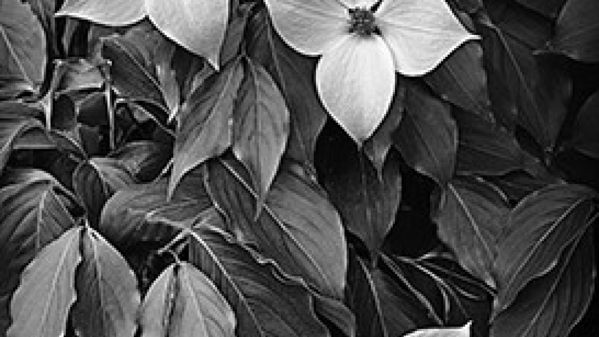 Dogwood  2021 Betsy Feick