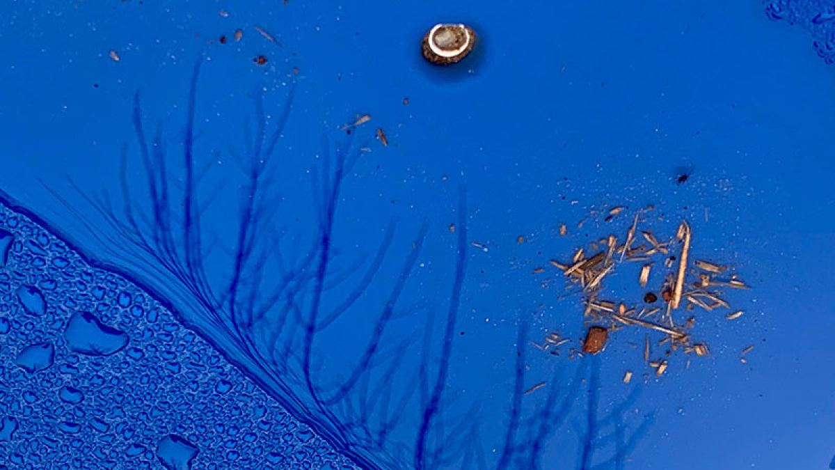 Reflections 98 © 2021 Dave Madeloni