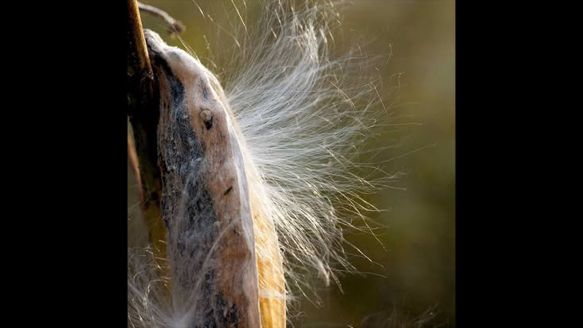 Milkweed © Julius Lester   $125