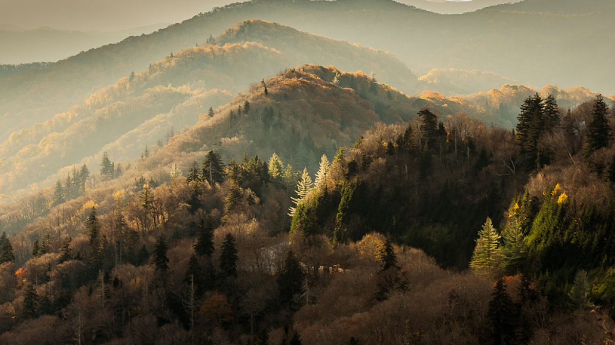 Morning Light © 2022 Rosemary Polletta