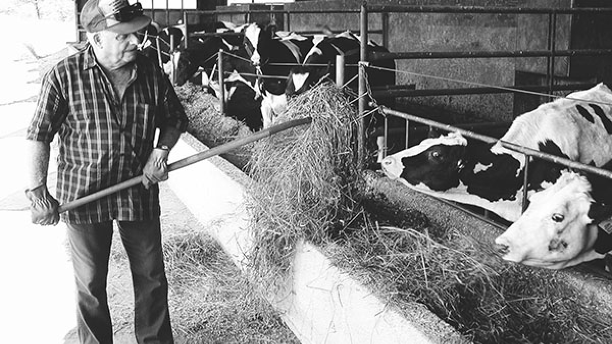 Myron Searle and his cows © 2004 Robert Floyd