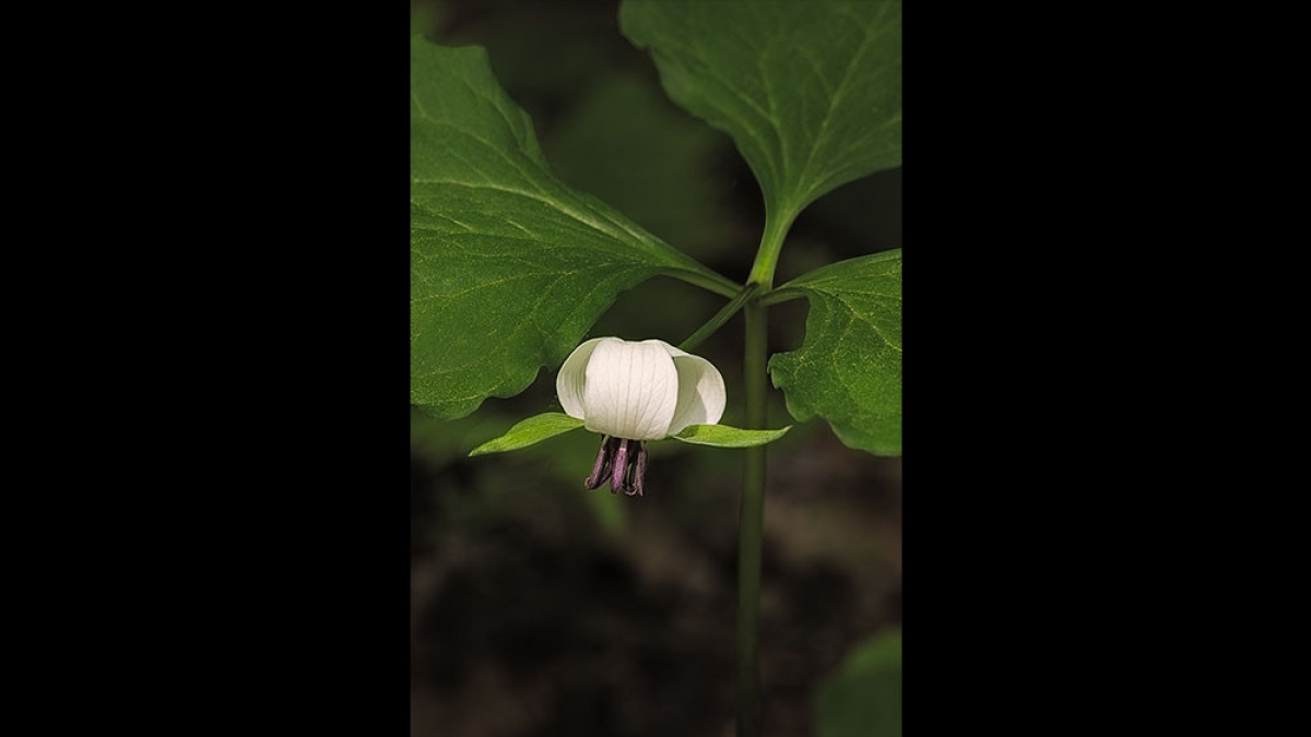 Nodding Trillium © 2022 Steve Gingold