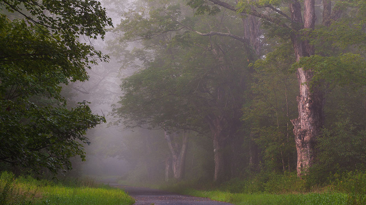 North Quabbin Foggy Road © Steve Gingold