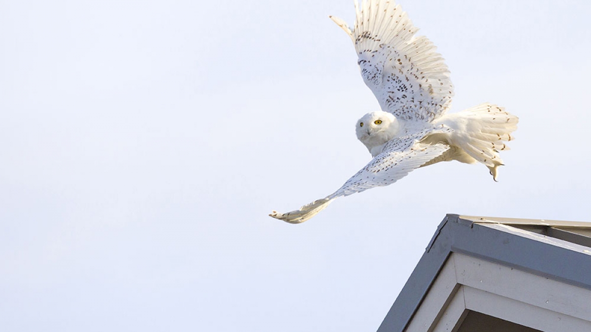 Snowy Takes Off ©Joe Oliverio, 2018