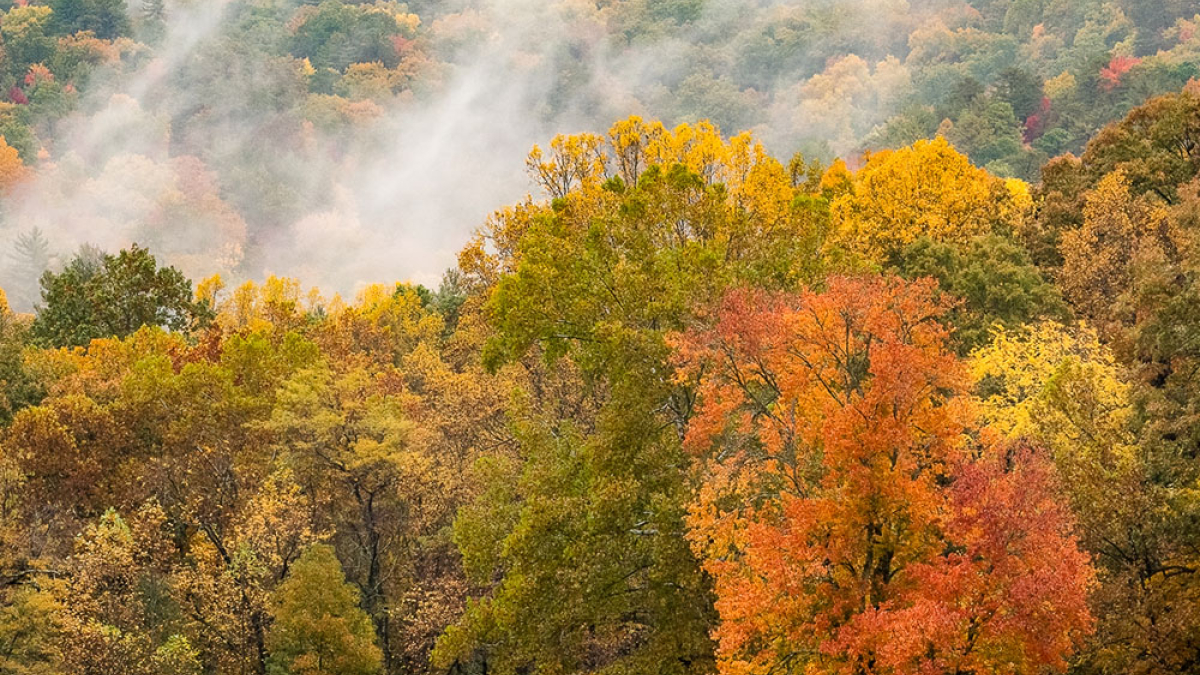 One Orange Tree © 2022 Rosemary Polletta
