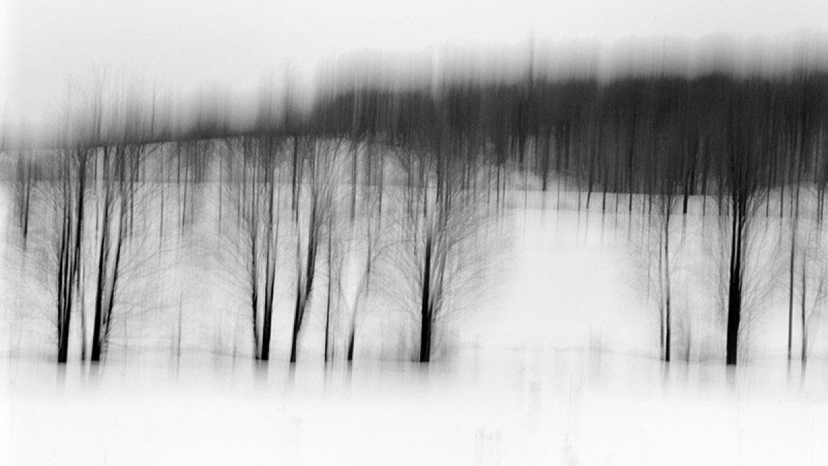 Trees in Snow, Ontario © Simeon Posen 22