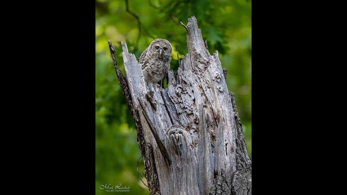 Owl Chicks © 2022 Mark Lindhult