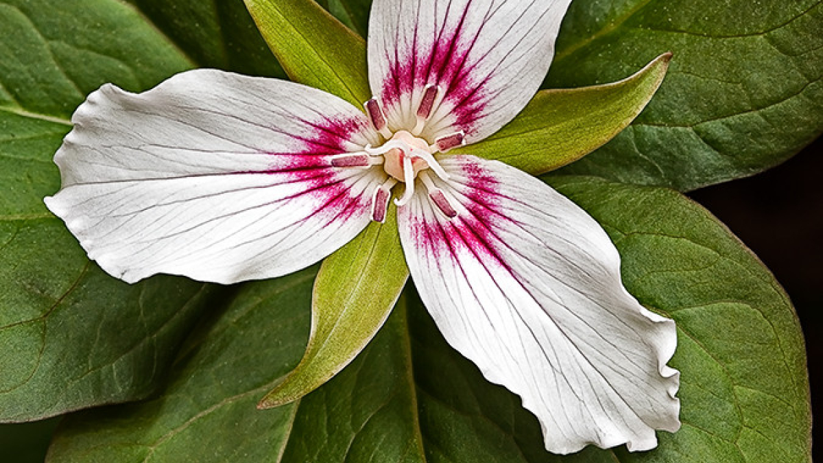 Painted Trillium © 2022 Steve Gingold