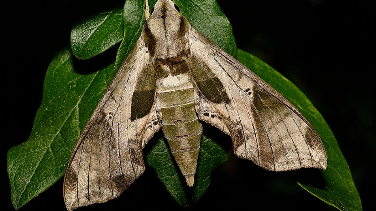 Pandora Sphinx © 2022 Steve Gingold