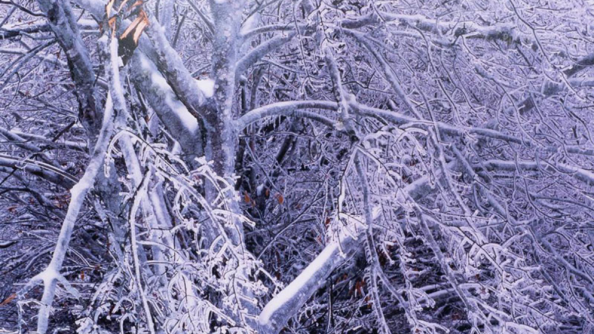 Ice Storm © Stephen Scott patterson