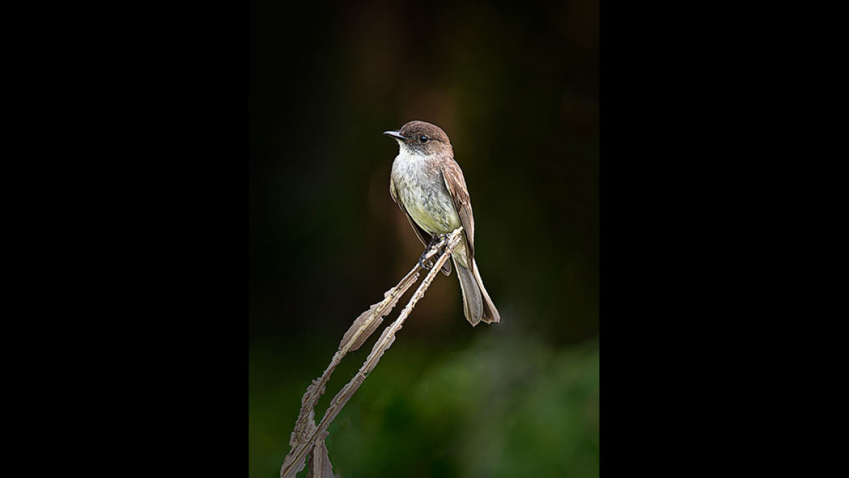 Phoebe © 2022 Steve Gingold